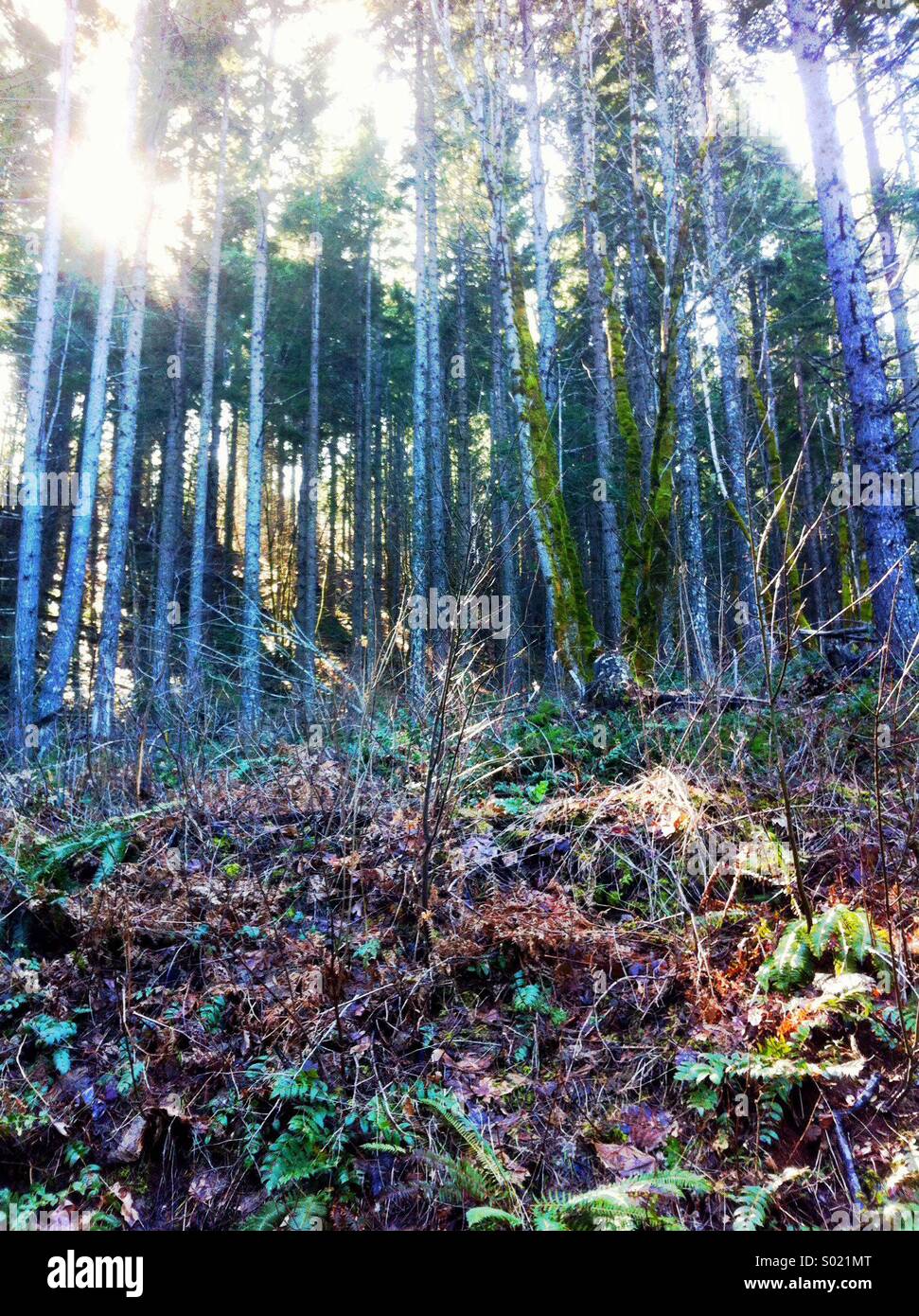 Backlit forest scene Stock Photo