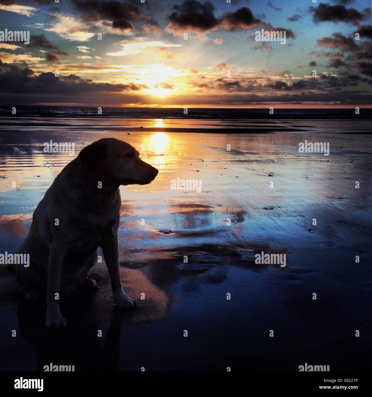 Dog at sunrise Stock Photo Alamy