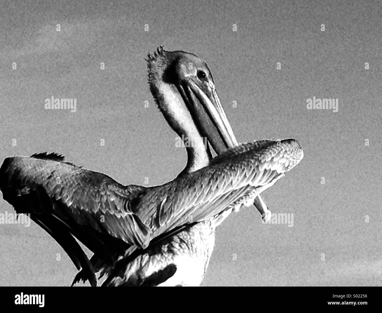 Pelican in Key West Stock Photo Alamy