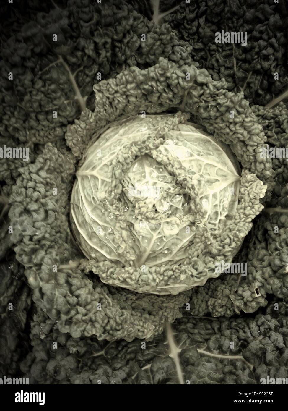 Cabbage ready for harvest Stock Photo Alamy