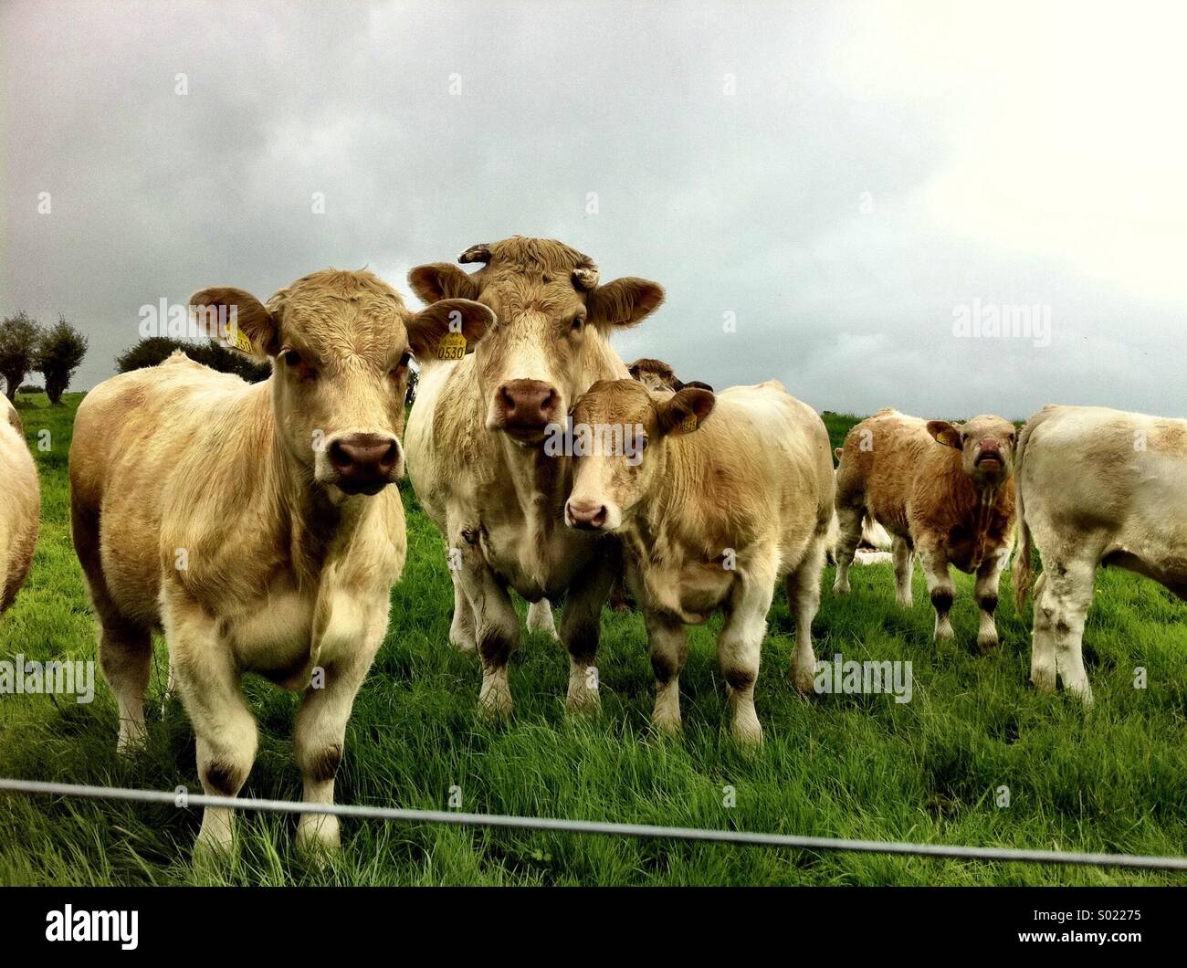 Irish cattle Stock Photo
