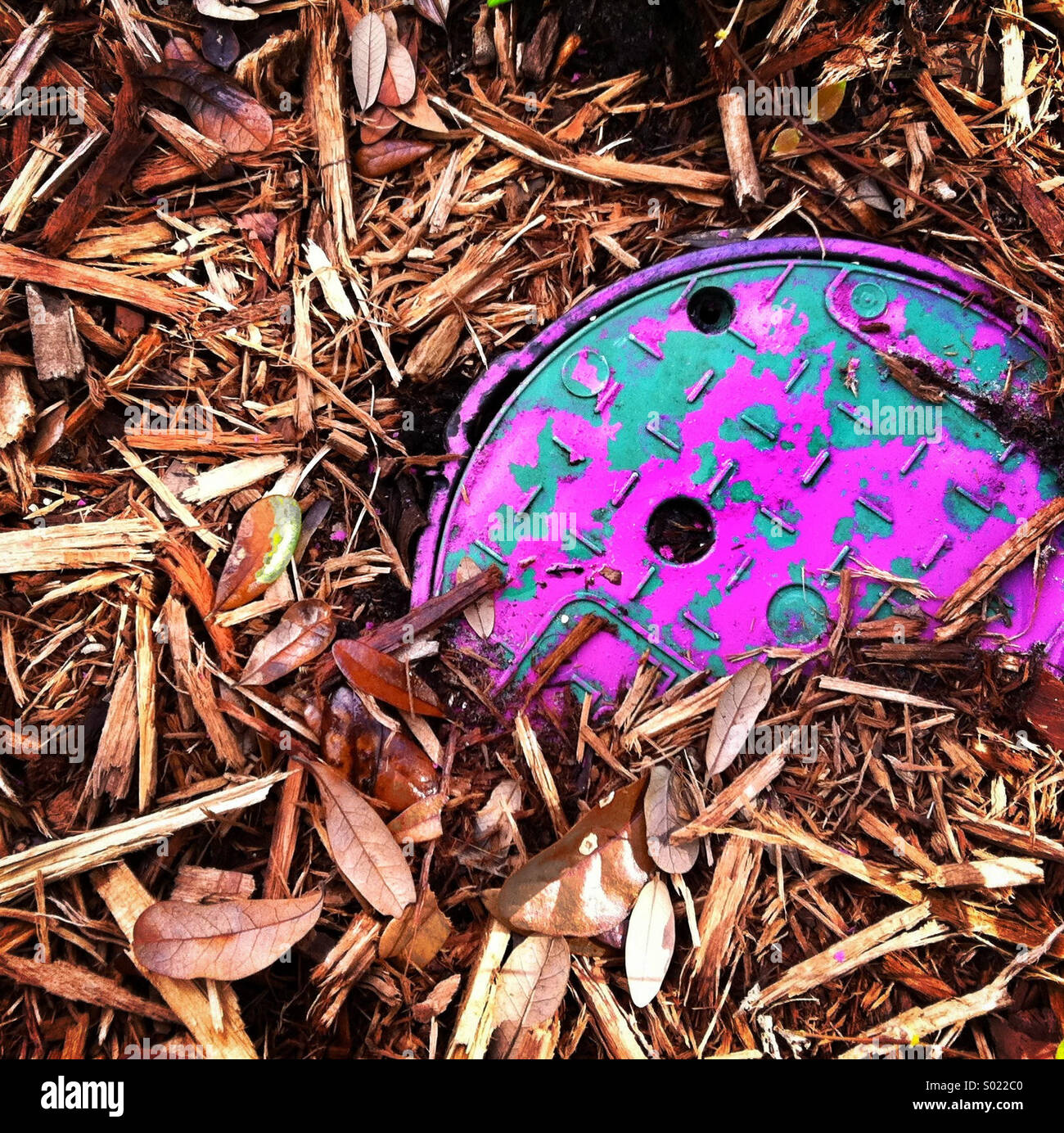 A pipe cover in the ground is painted blue and pink and is surrounded by mulch - Smartphone Captured Stock Image