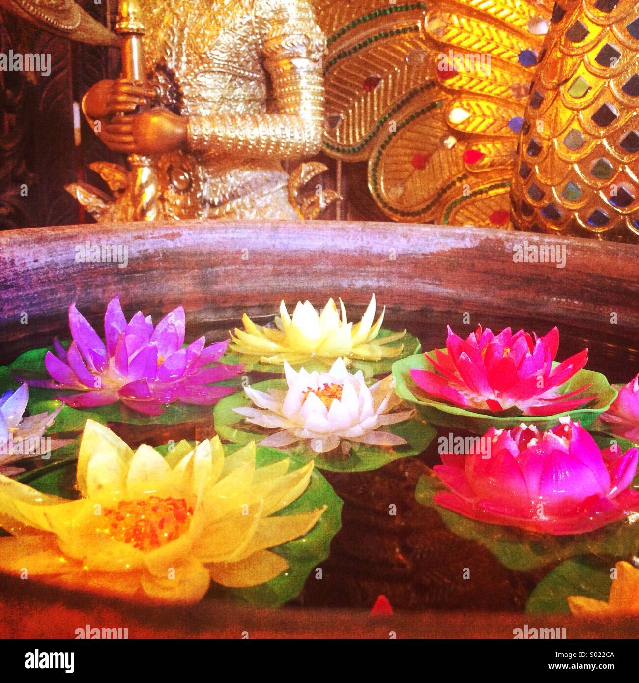 Colorful lotus flowers float in water in front of golden Asian