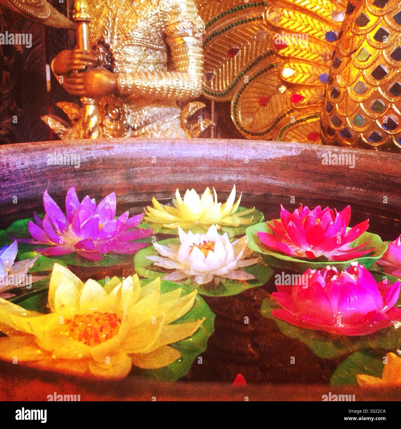 Colorful lotus flowers float in water in front of golden Asian figurines Stock Photo