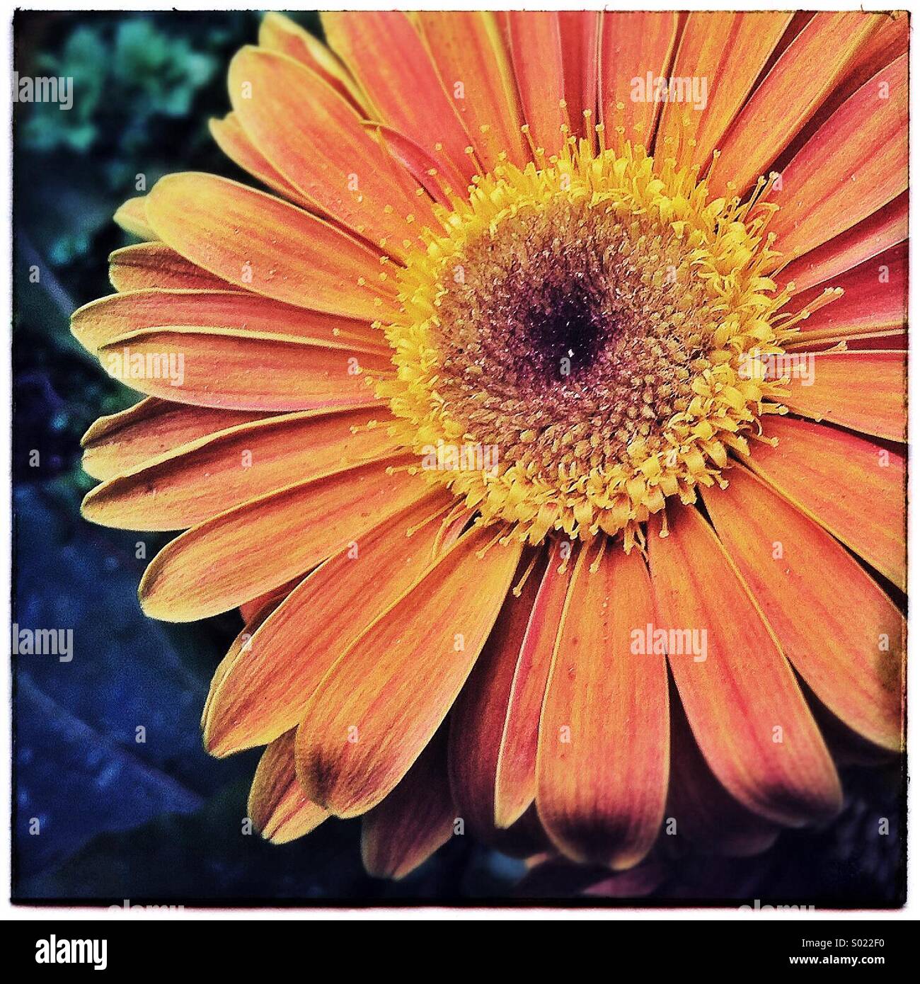 Daisy petals orange flowers close up - Smartphone Captured Stock Image