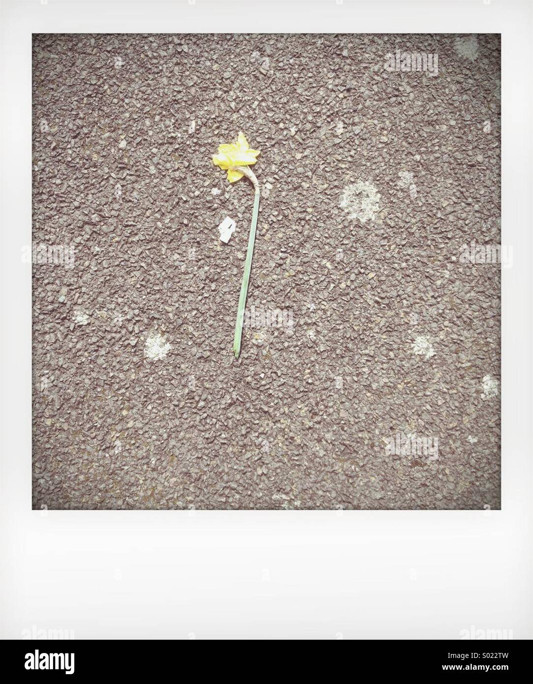 Picked daffodil laying on ground Stock Photo Alamy