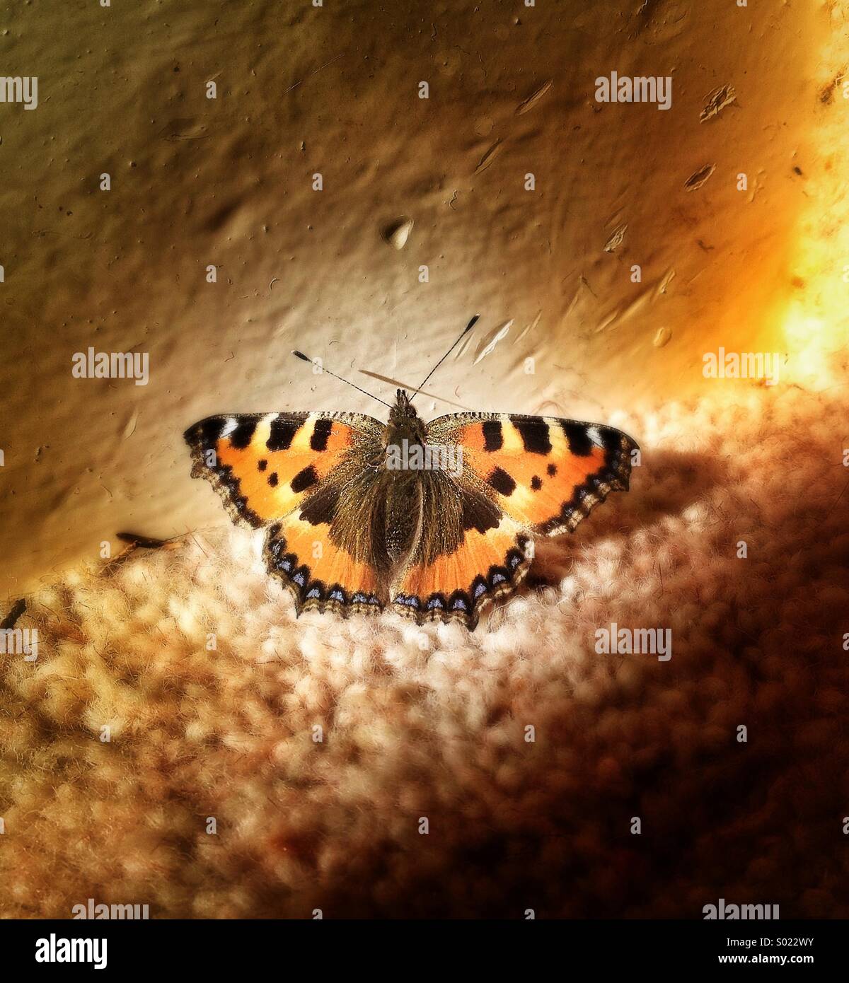 Small tortoise shell butterfly Stock Photo
