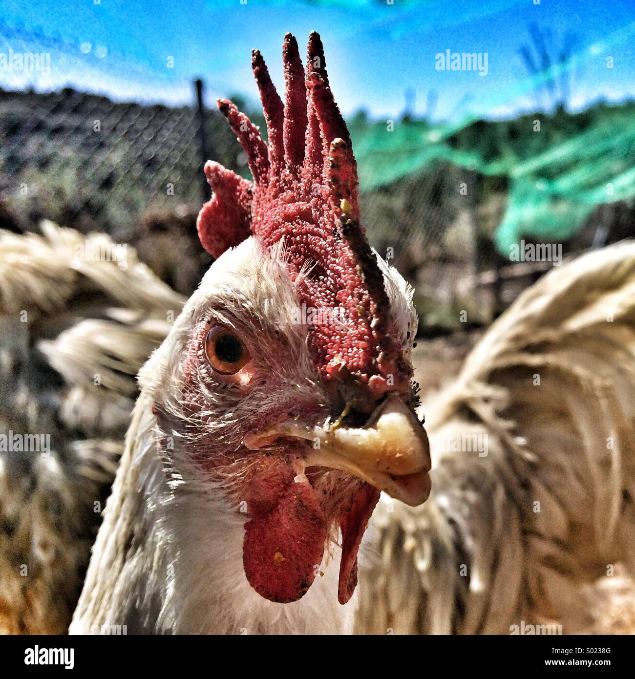 Closed shot of a hen - Smartphone Captured Stock Image