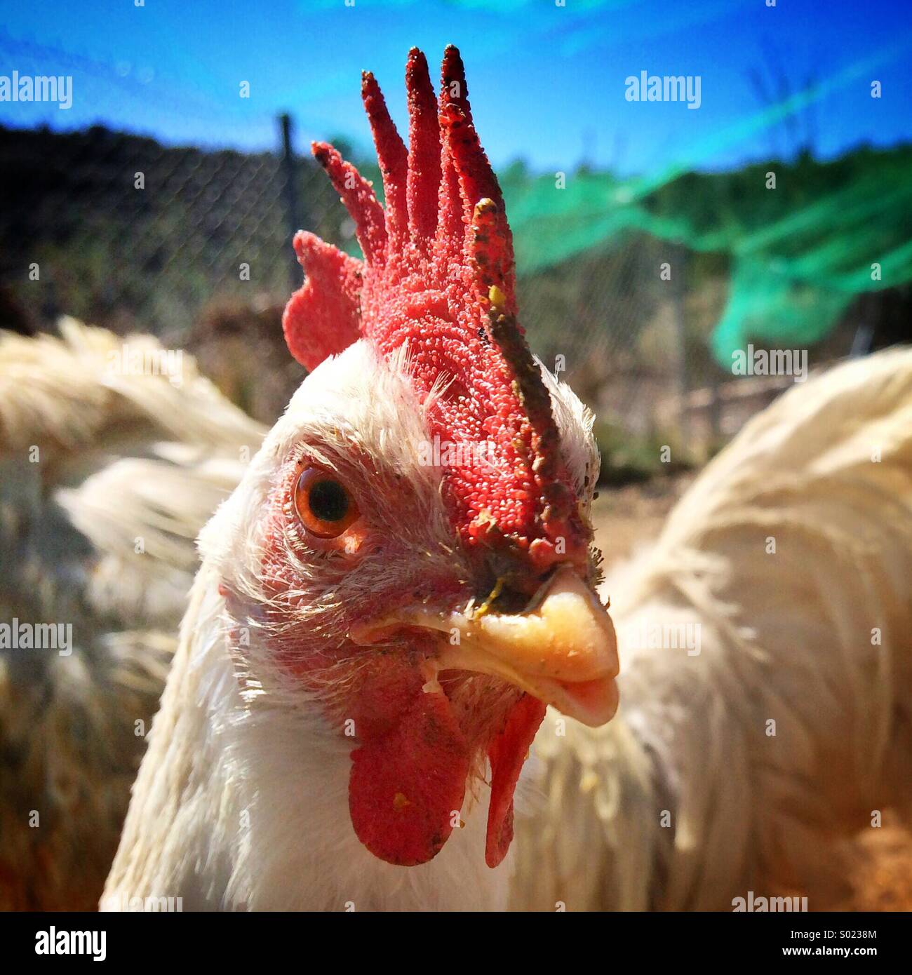 Closed shot of a hen - Smartphone Captured Stock Image