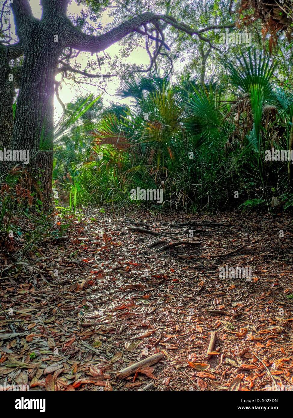 ' high dynamic range' photography of fallen leaves and mysterious tree Stock Photo