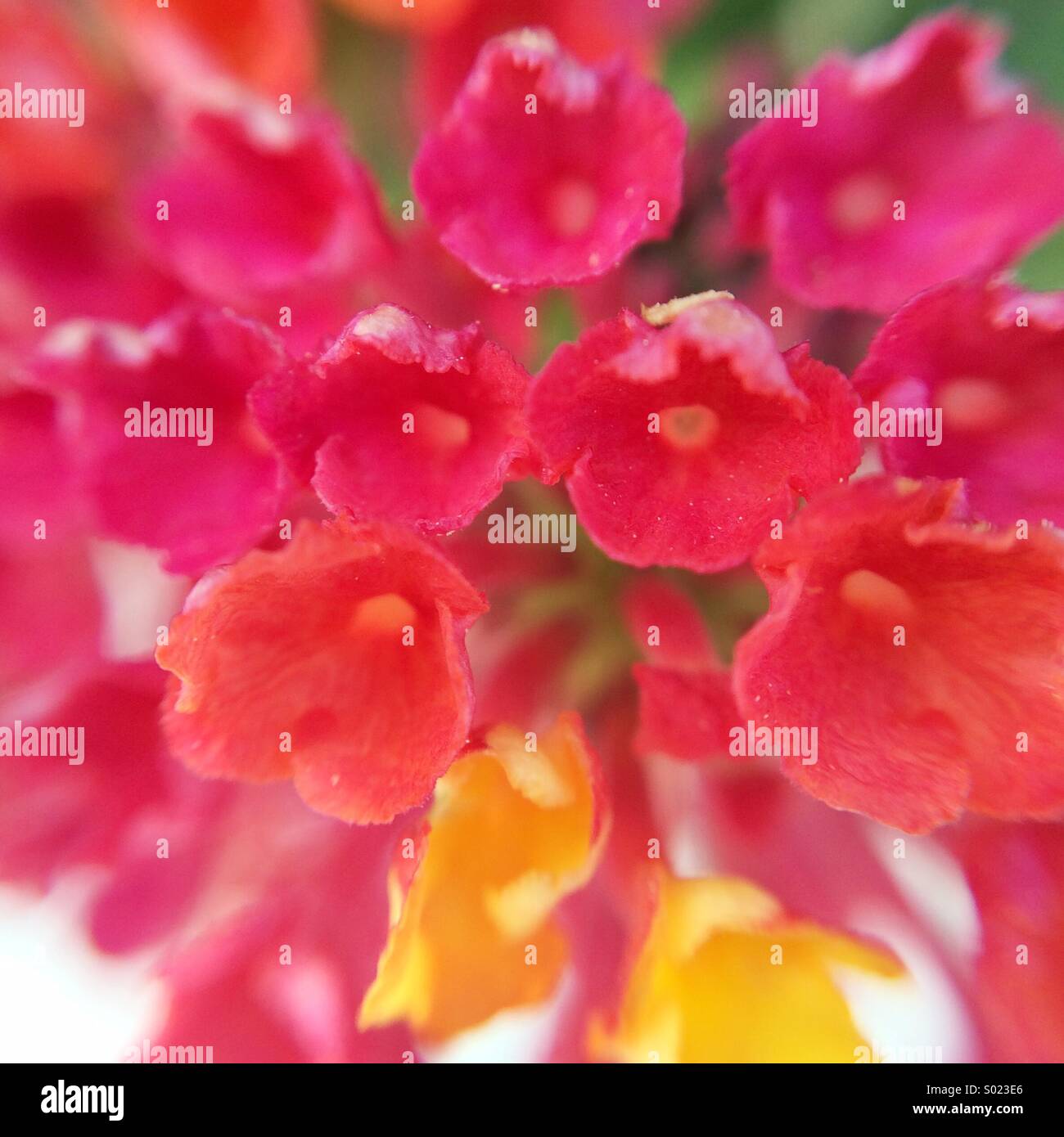Close up of a flower made of multiple flowers Stock Photo
