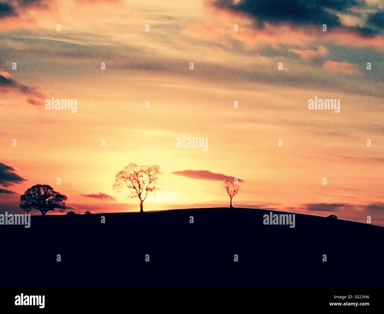 Tree silhouette silhouettes hi-res stock photography and images - Alamy