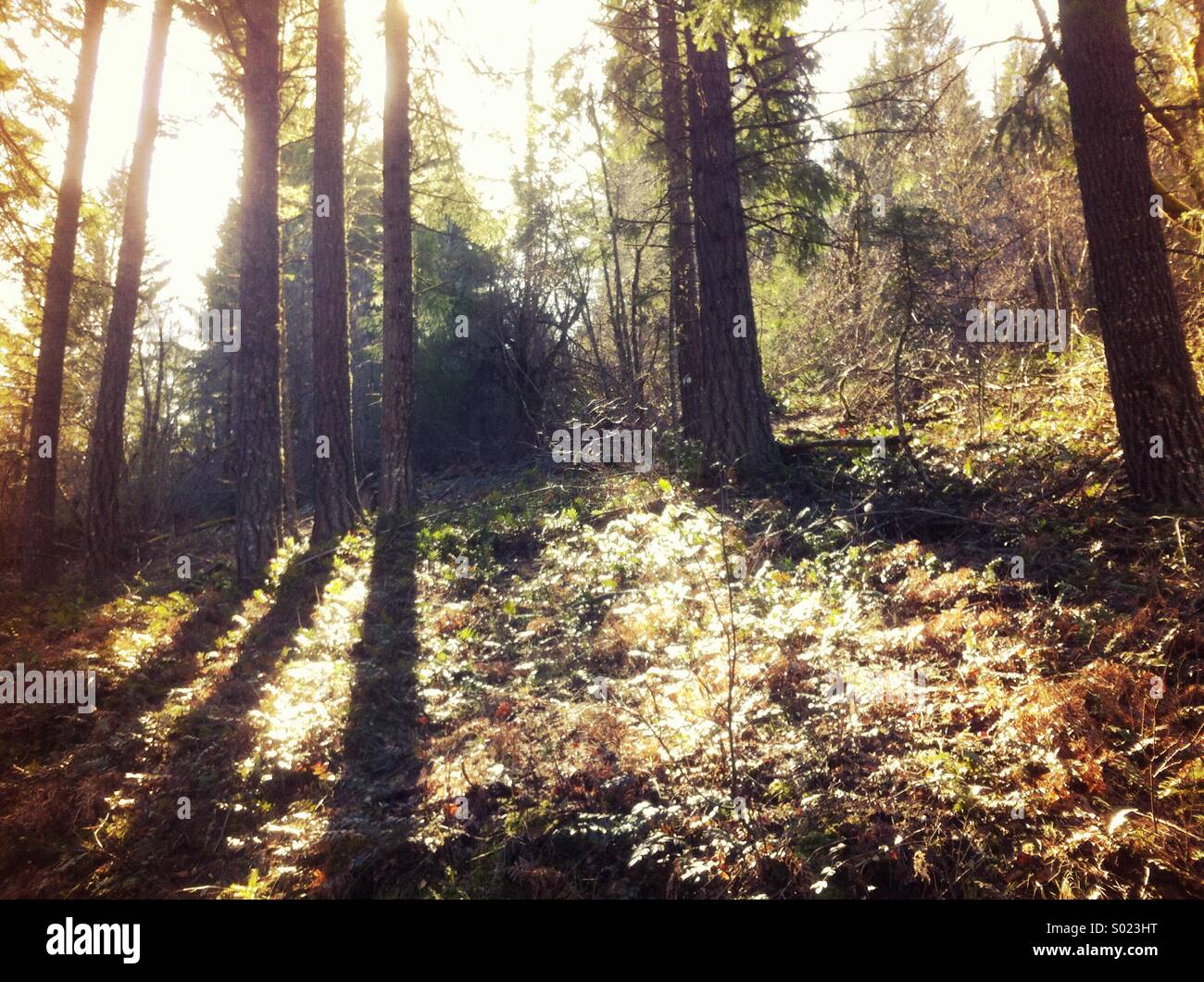 Evening forest scene Stock Photo - Alamy