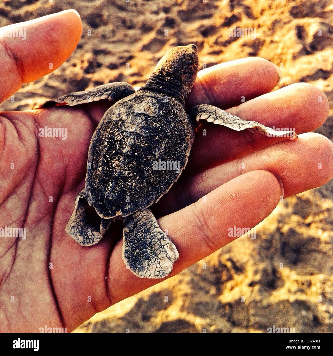 Baby turtle on man's hand Stock Photo