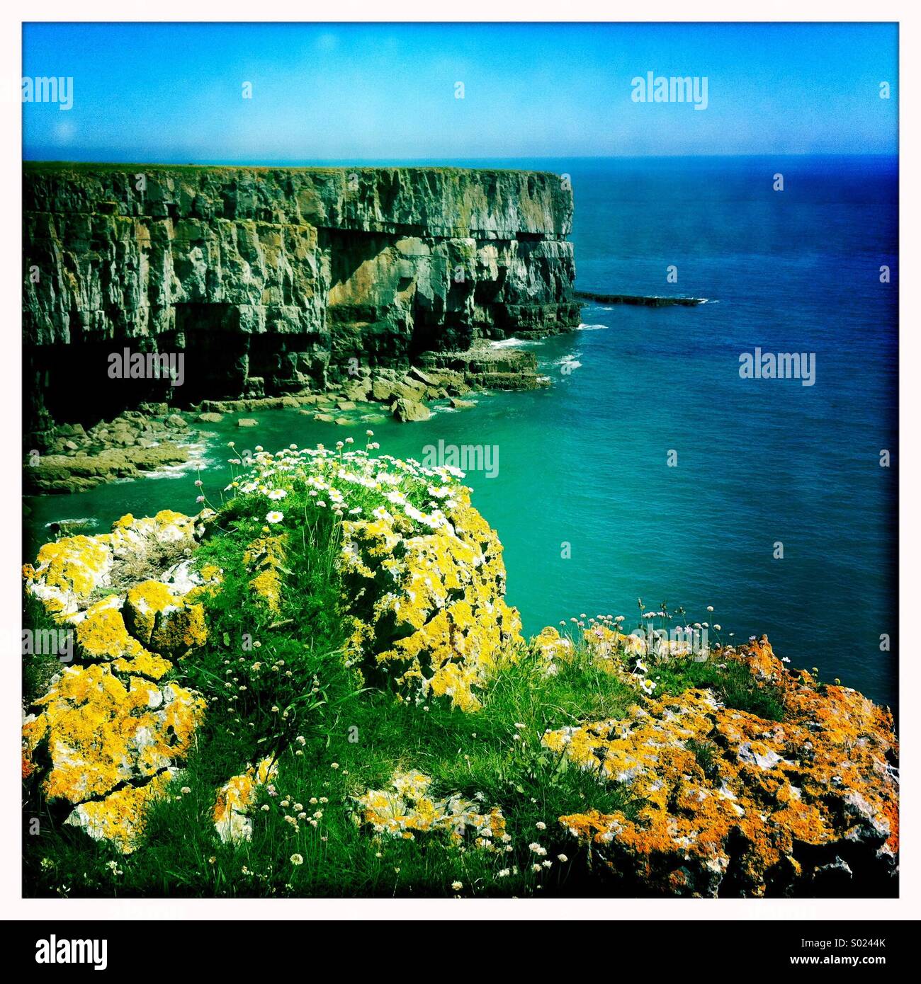 Flowers on Pembrokeshire cliff Stock Photo Alamy