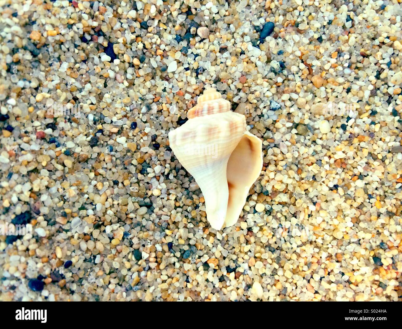Seashell on the sand - Smartphone Captured Stock Image