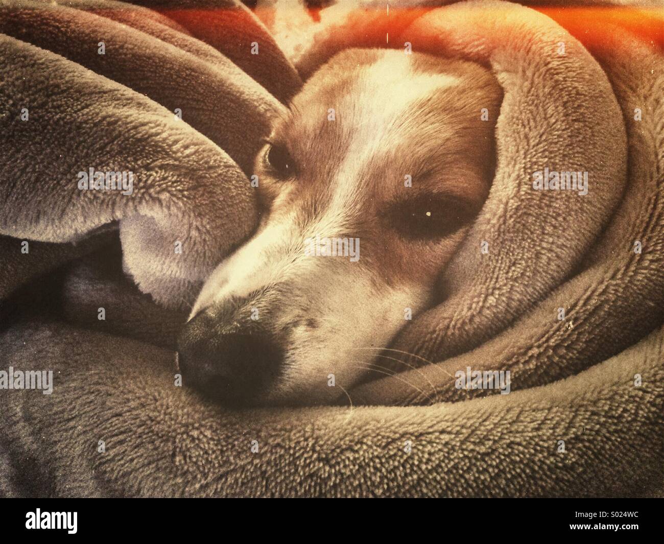 Dog wrapped in blanket Stock Photo Alamy