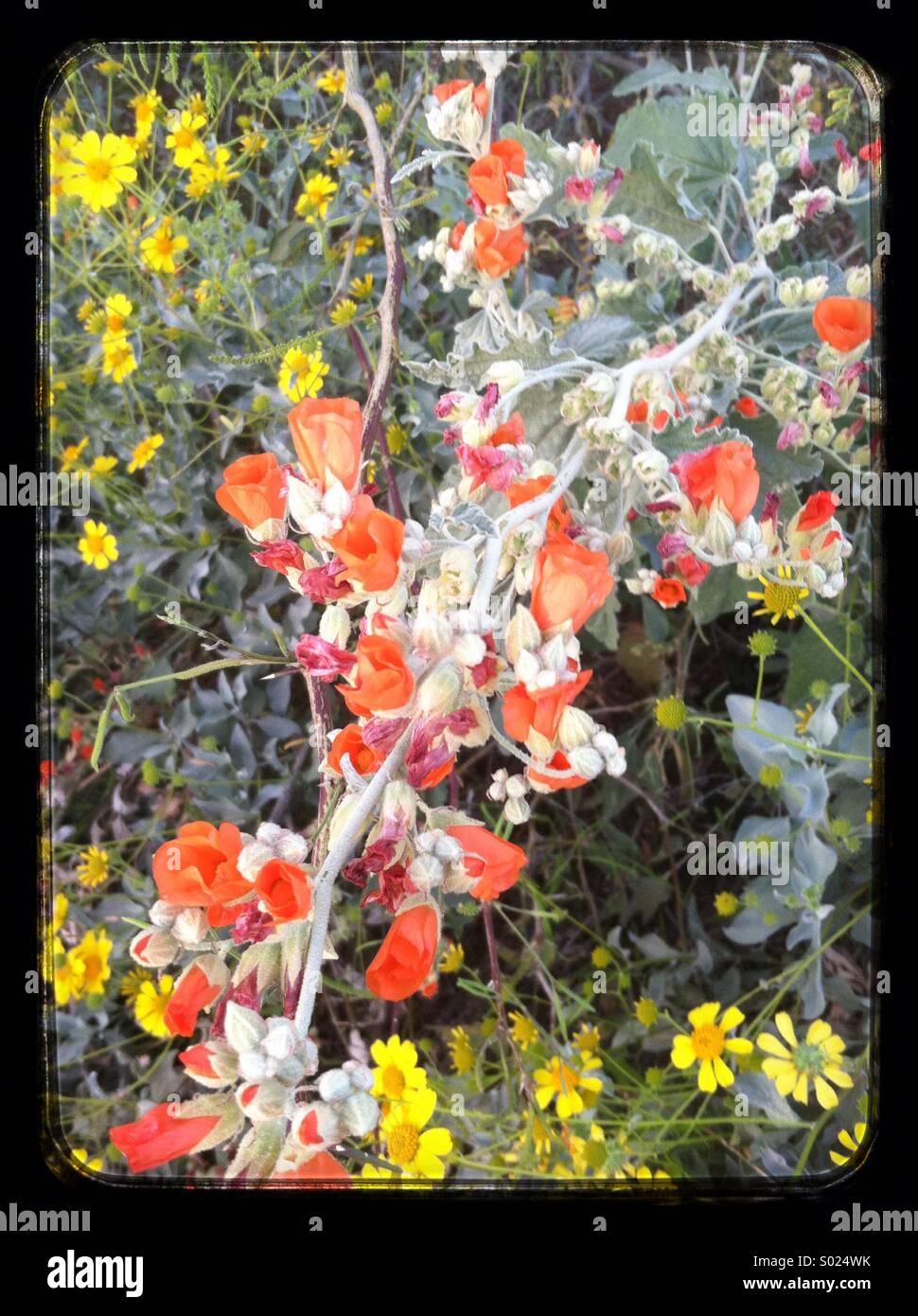 Orange Globemallow and yellow Brittlebush. Sonoran Desert, Arizona