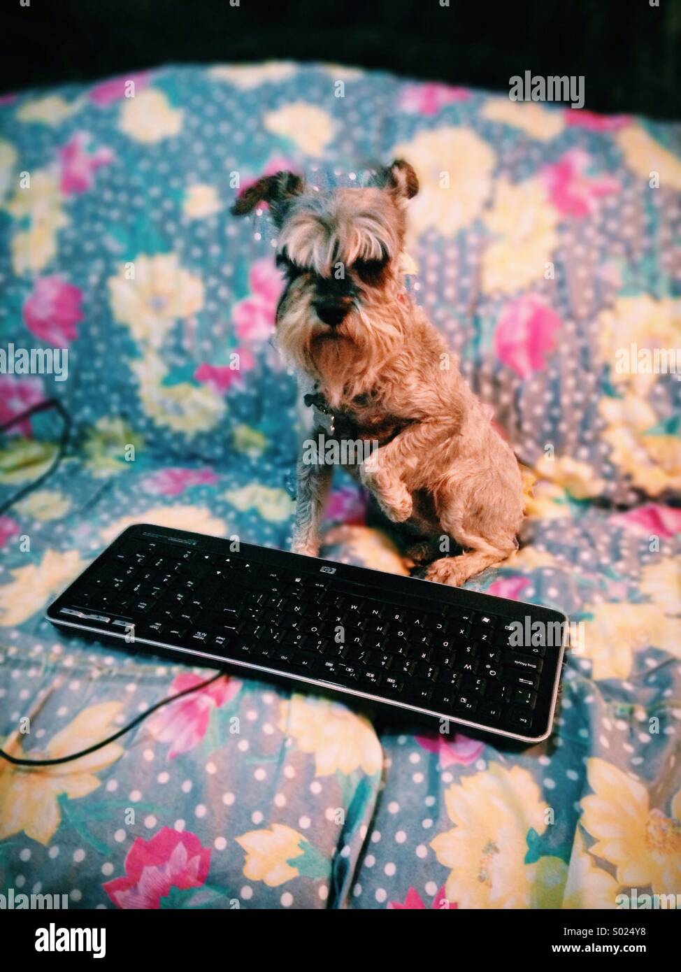 Send e-Mail, schnauzer mini Stock Photo