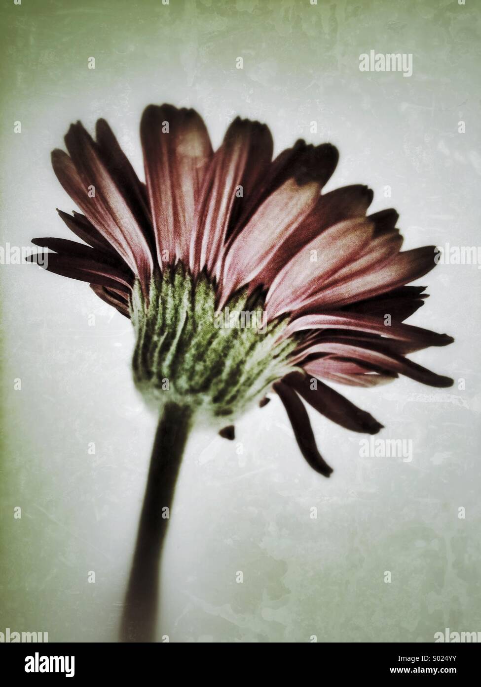 Gerbera flower with grunge effect applied. Stock Photo
