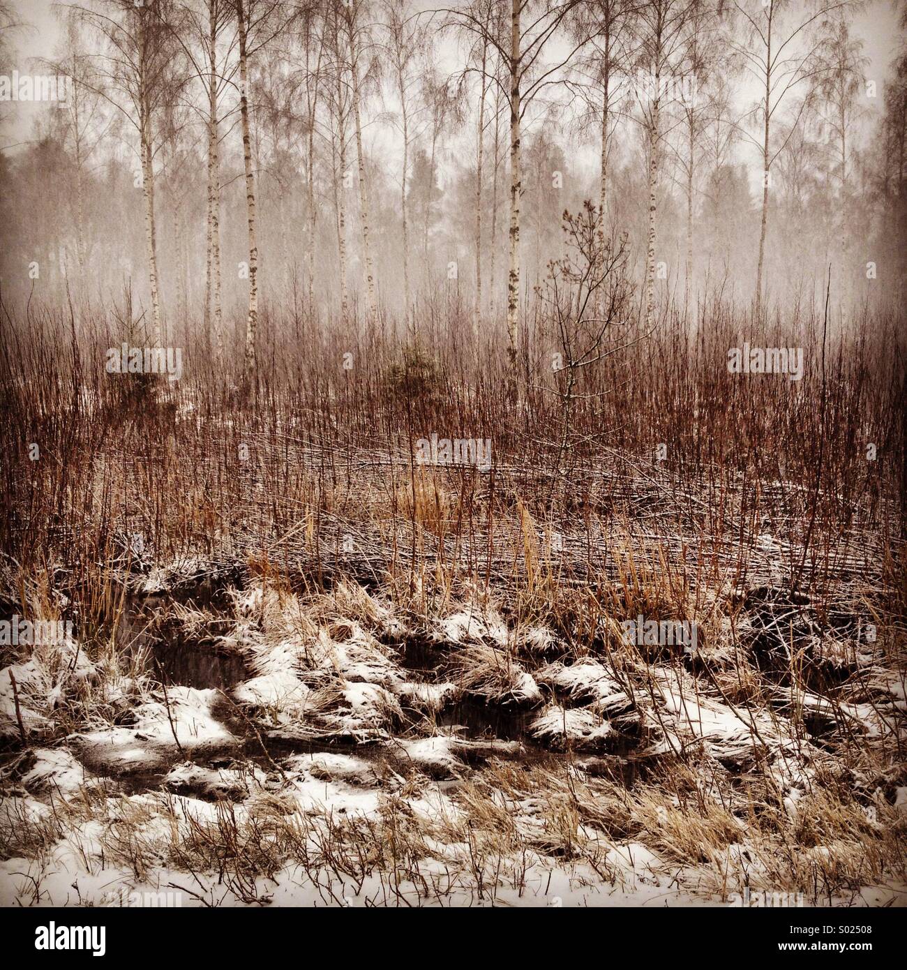 Early morning snow and mist in a Nordic birch forest in winter fag drifting through the wetlands - Smartphone Captured Stock Image
