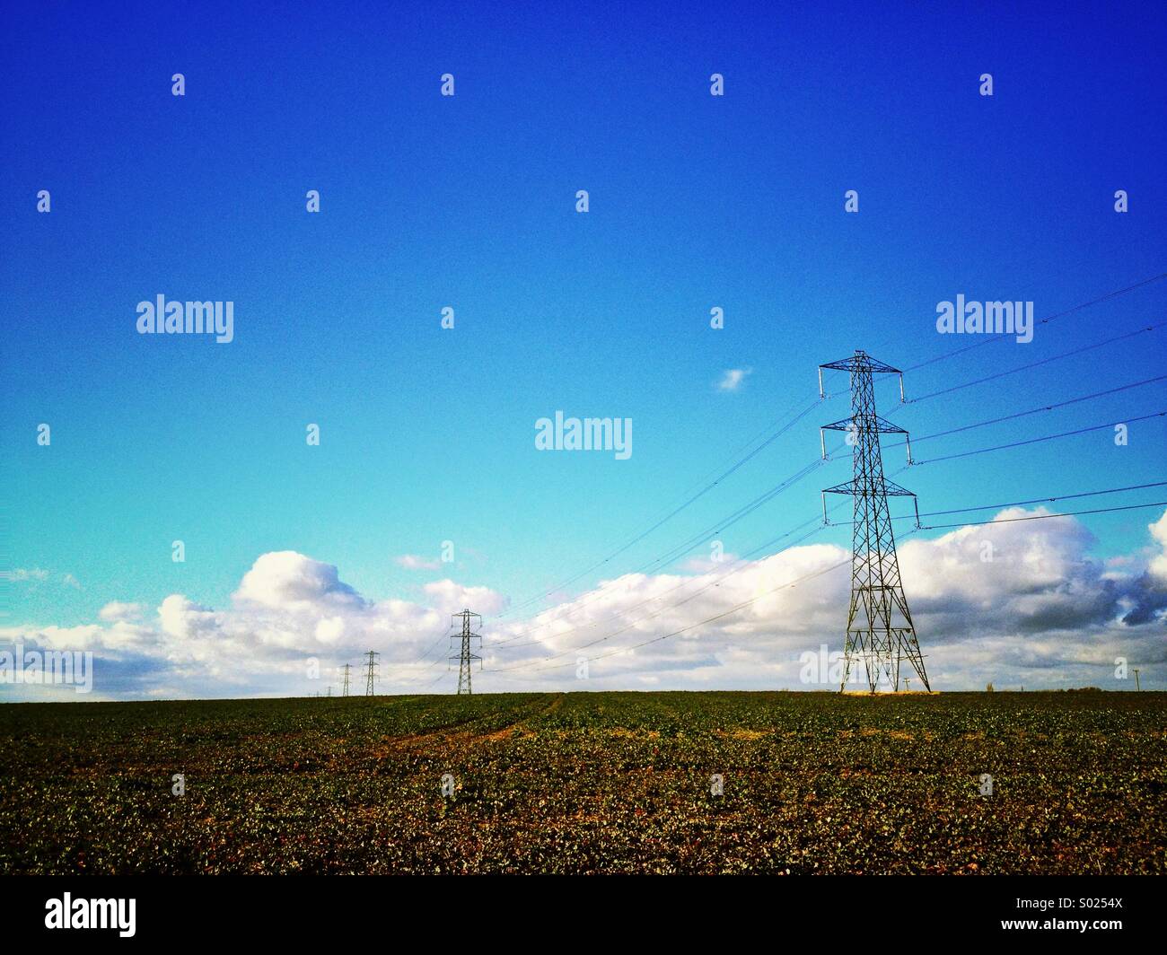 Electricity Pylons in field Stock Photo