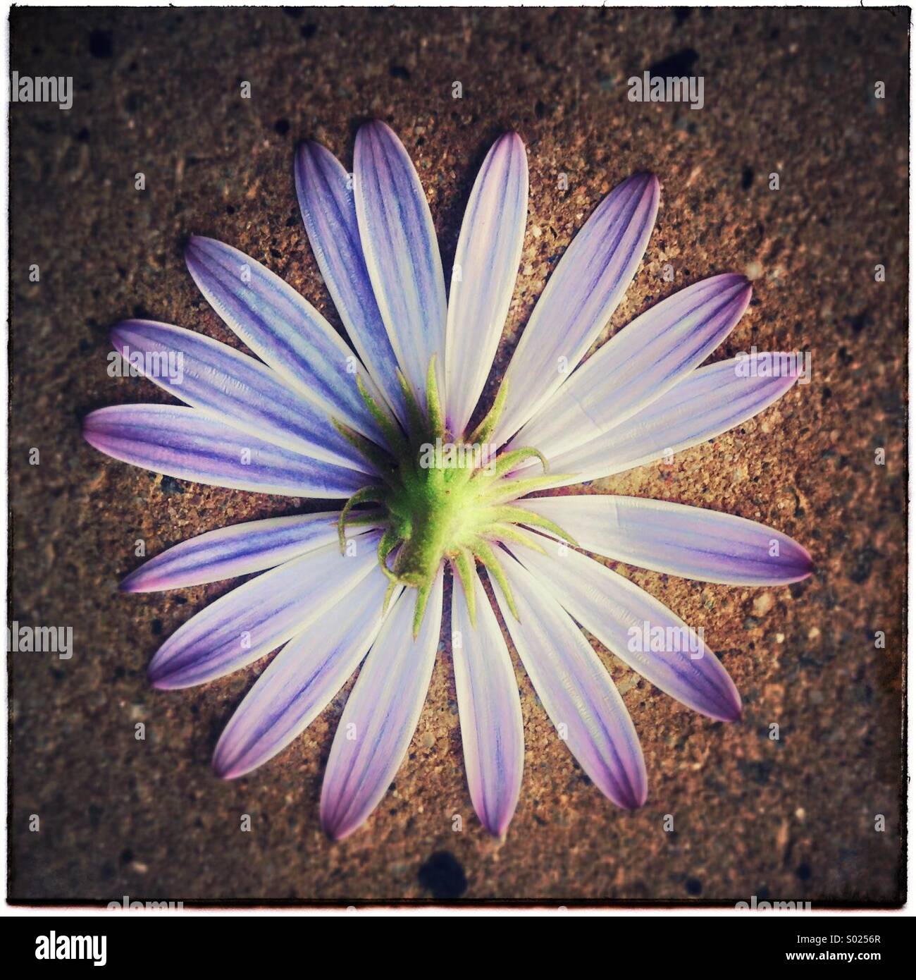 Daisy backwards, beautiful flower Stock Photo