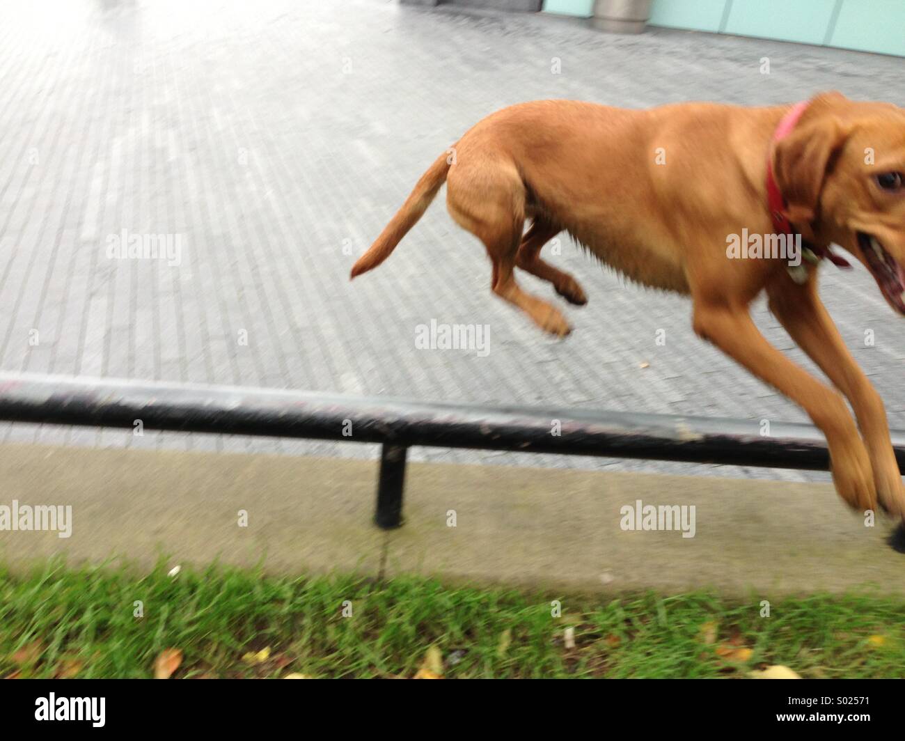 Leaping dog Stock Photo Alamy
