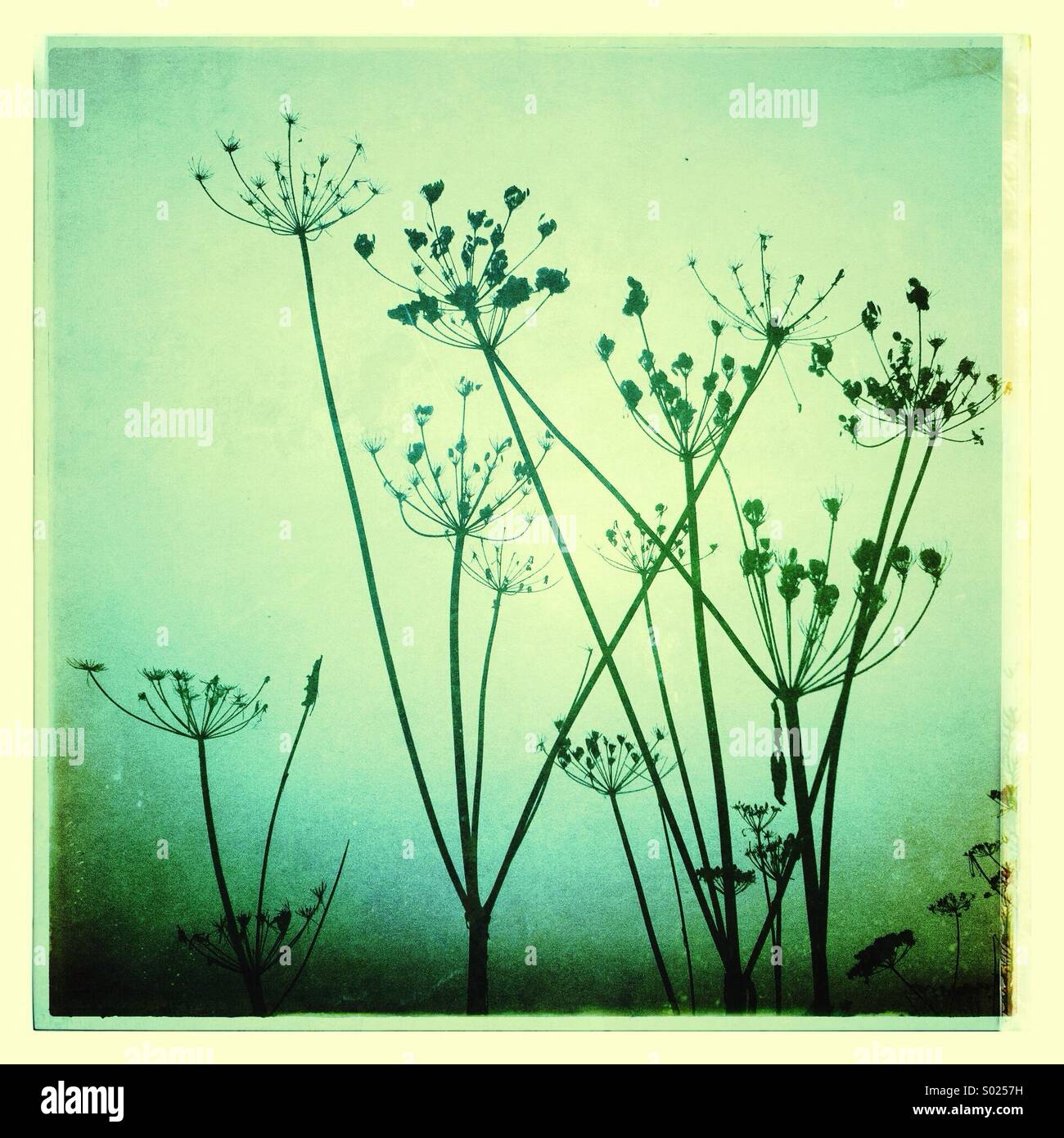 Giant Hog Weed in the Mist Stock Photo