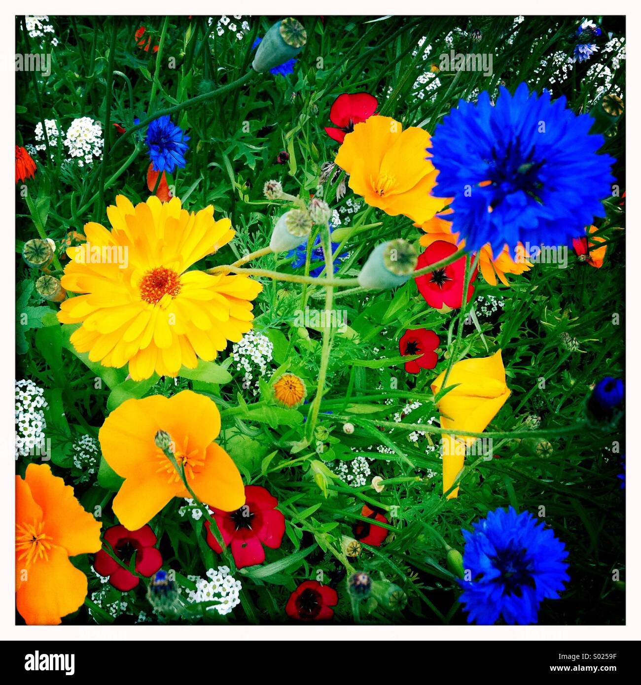 Colourful flowers in summer meadow Stock Photo