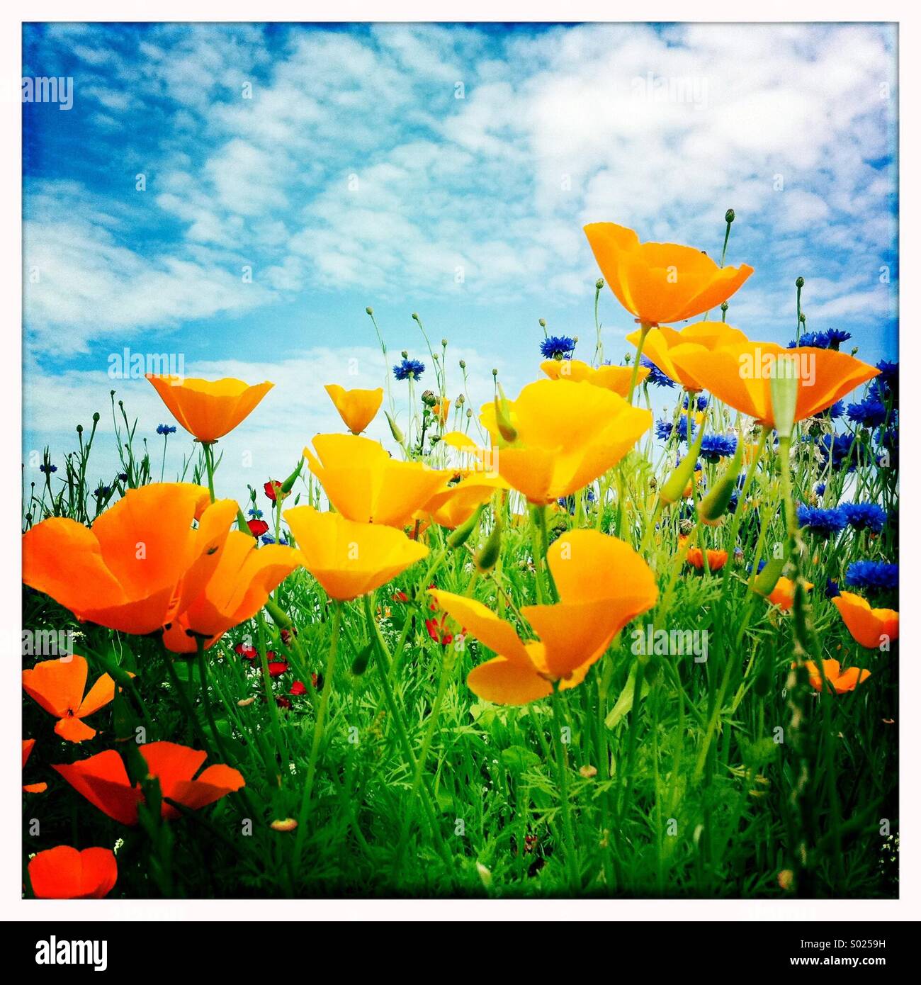 Orange flowers in summer meadow Stock Photo Alamy