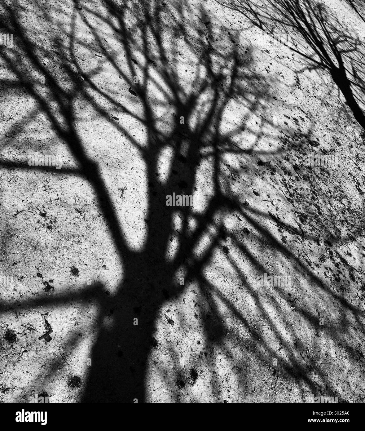 Trees shadows, black & white Stock Photo