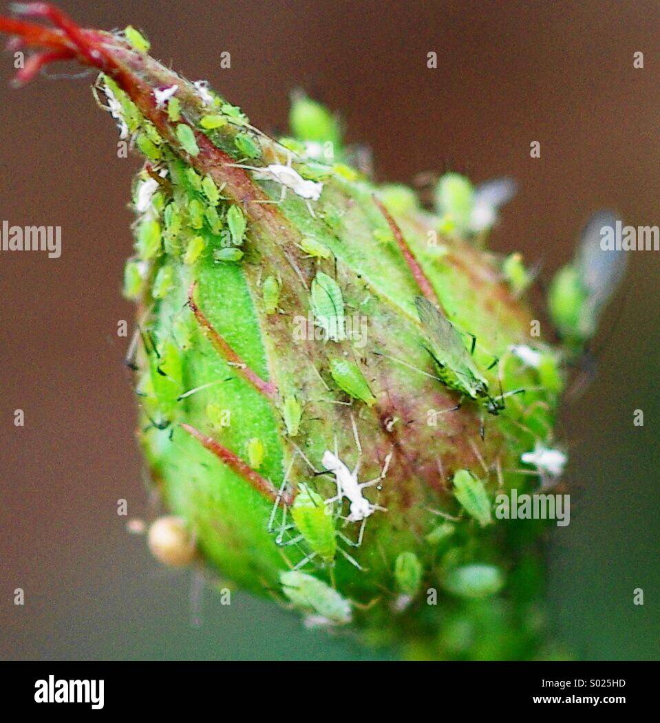 Rose infestation hi-res stock photography and images - Alamy