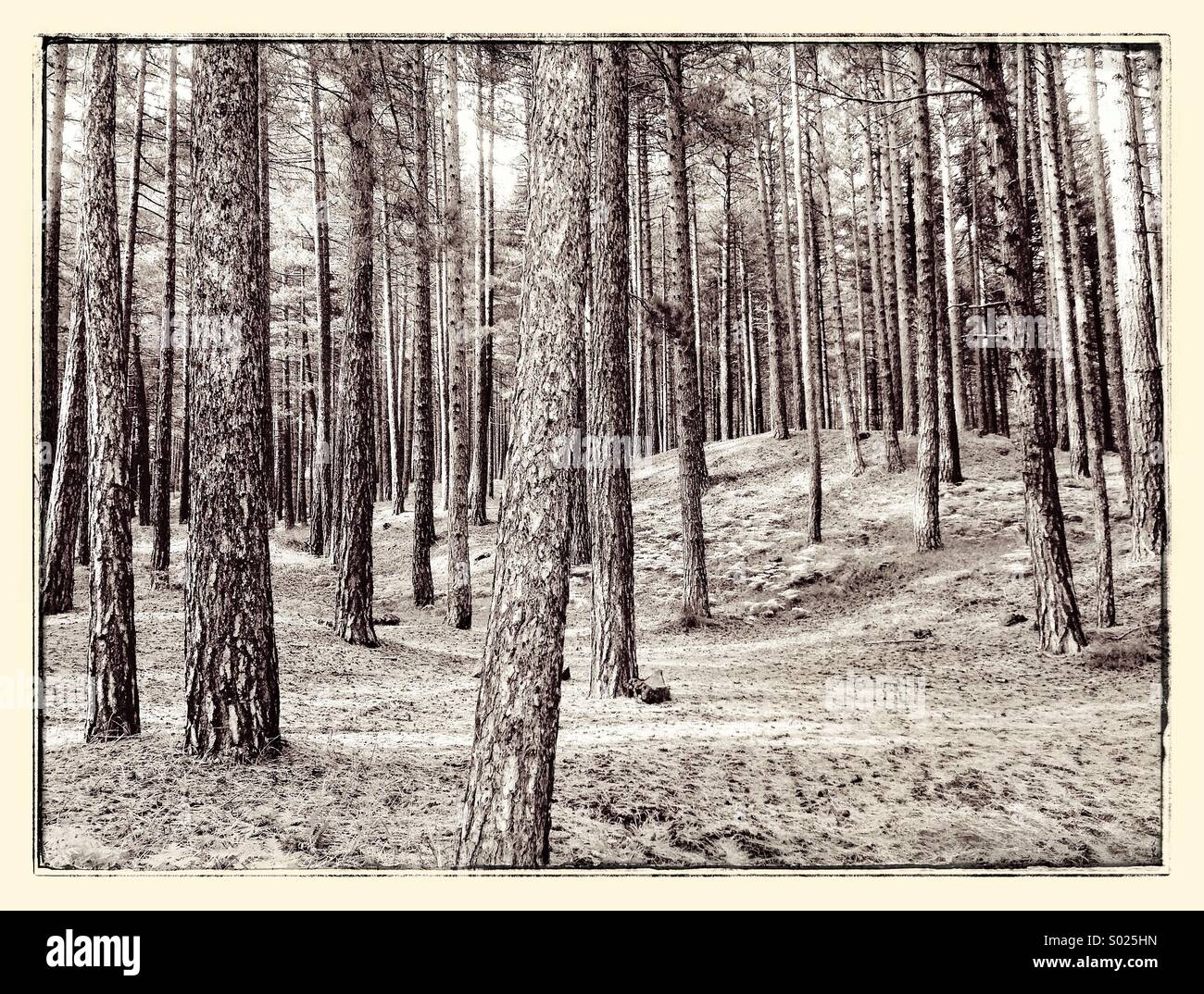 Forest of Pine Trees on the Slopes of Mount Etna, Sicily, Italy. Photo Credit - © COLIN HOSKINS. - Smartphone Captured Stock Image