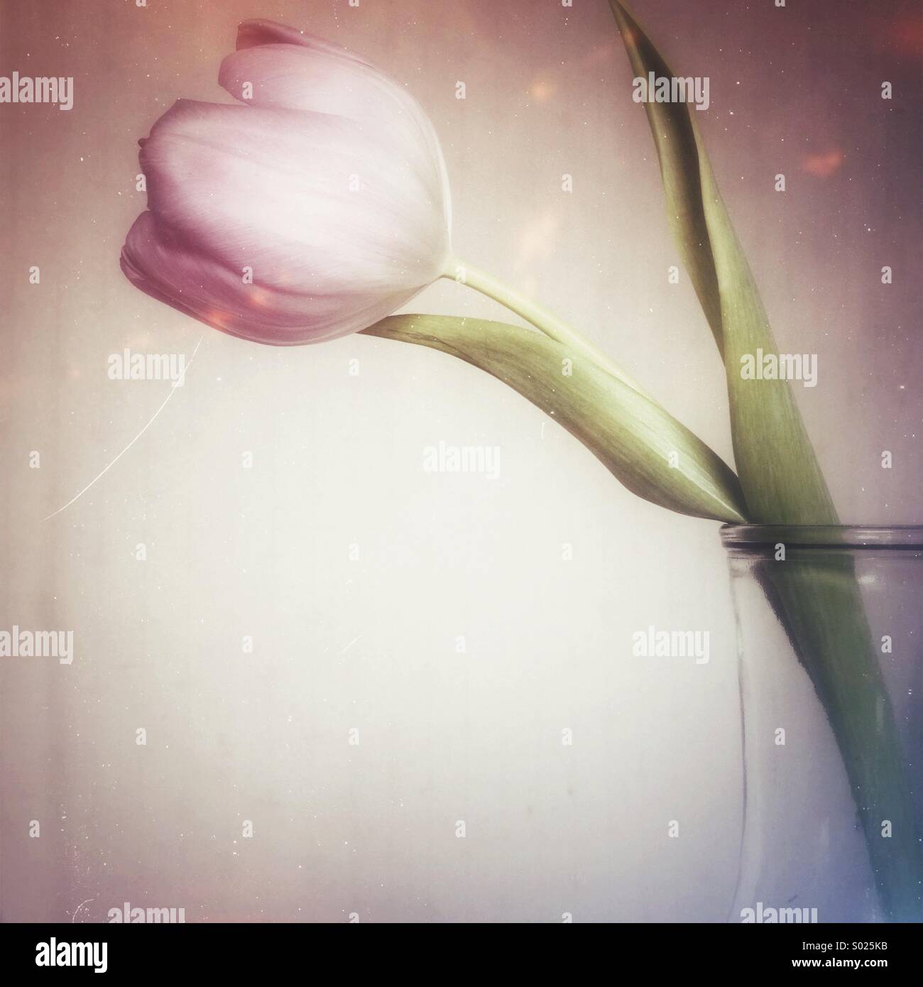Tulip in glass vase Stock Photo Alamy