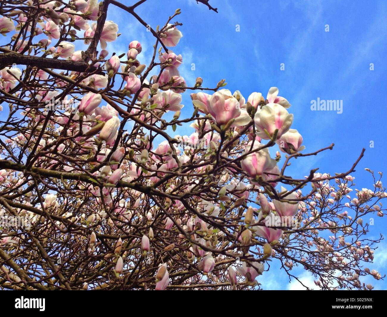 Cherry Blossom Pink Stock Photo Alamy