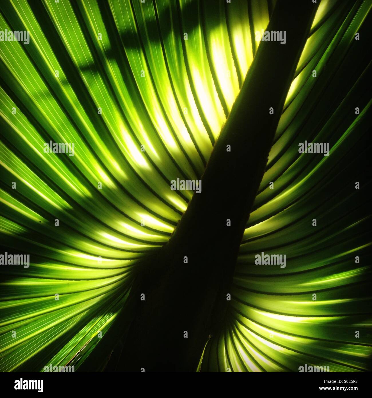 Palm leaves, Yucatan Peninsula, Mexico Stock Photo