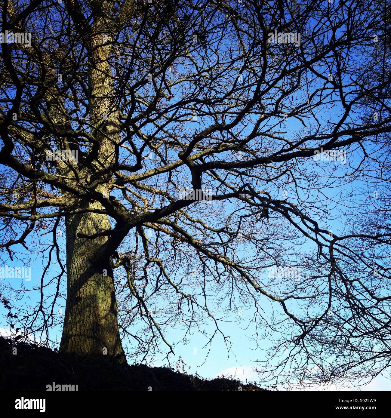 Autum Tree Stock Photo