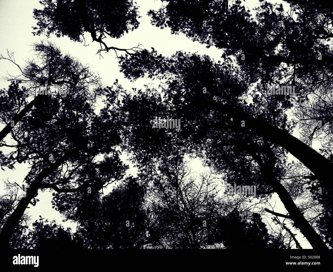 Trees black and white Stock Photo