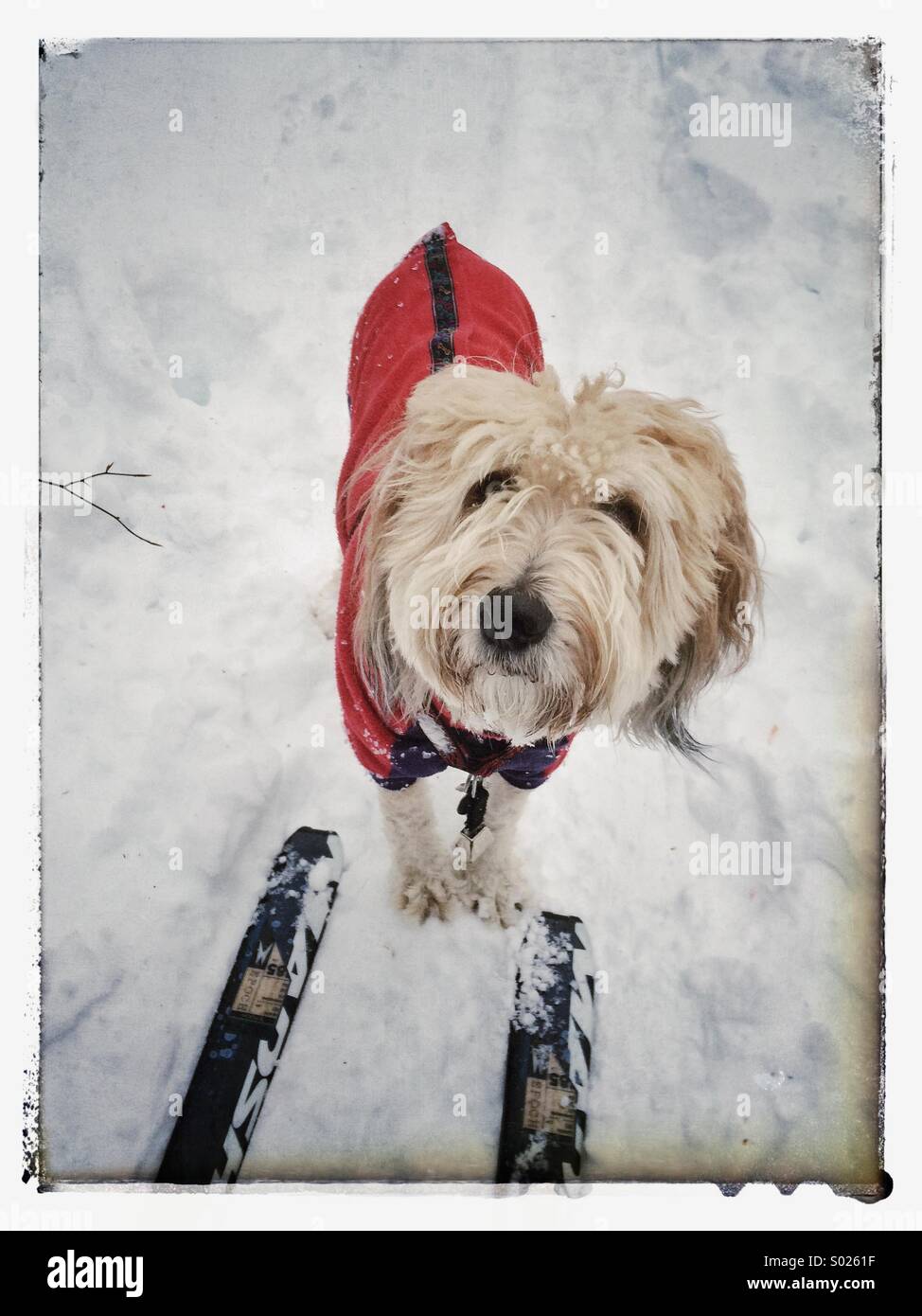 Ski Dog Stock Photo