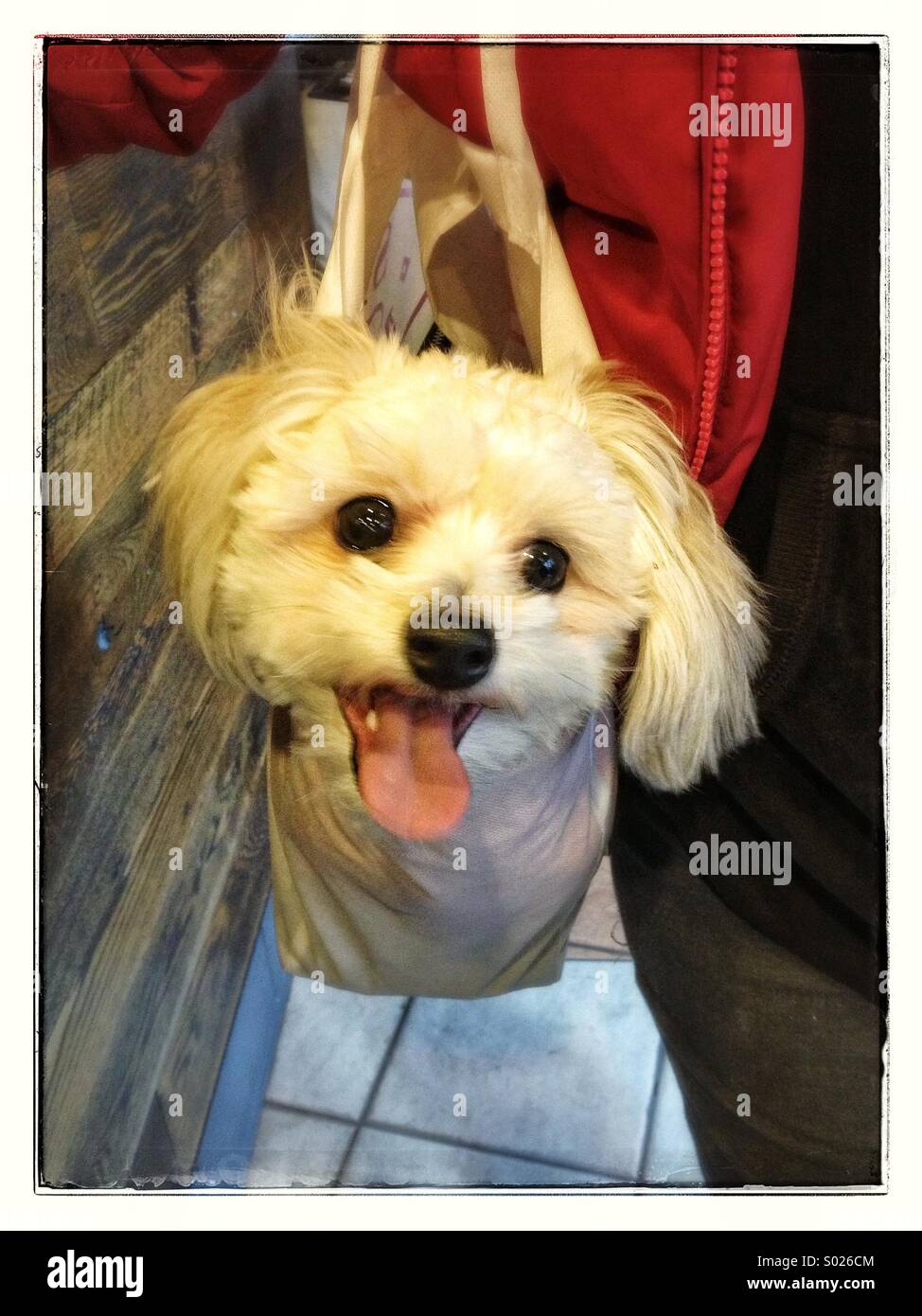 Little white dog in woman's pocketbook - Smartphone Captured Stock Image