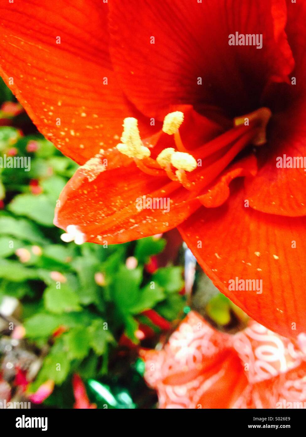 Beautiful red flower with yellow pollen Stock Photo