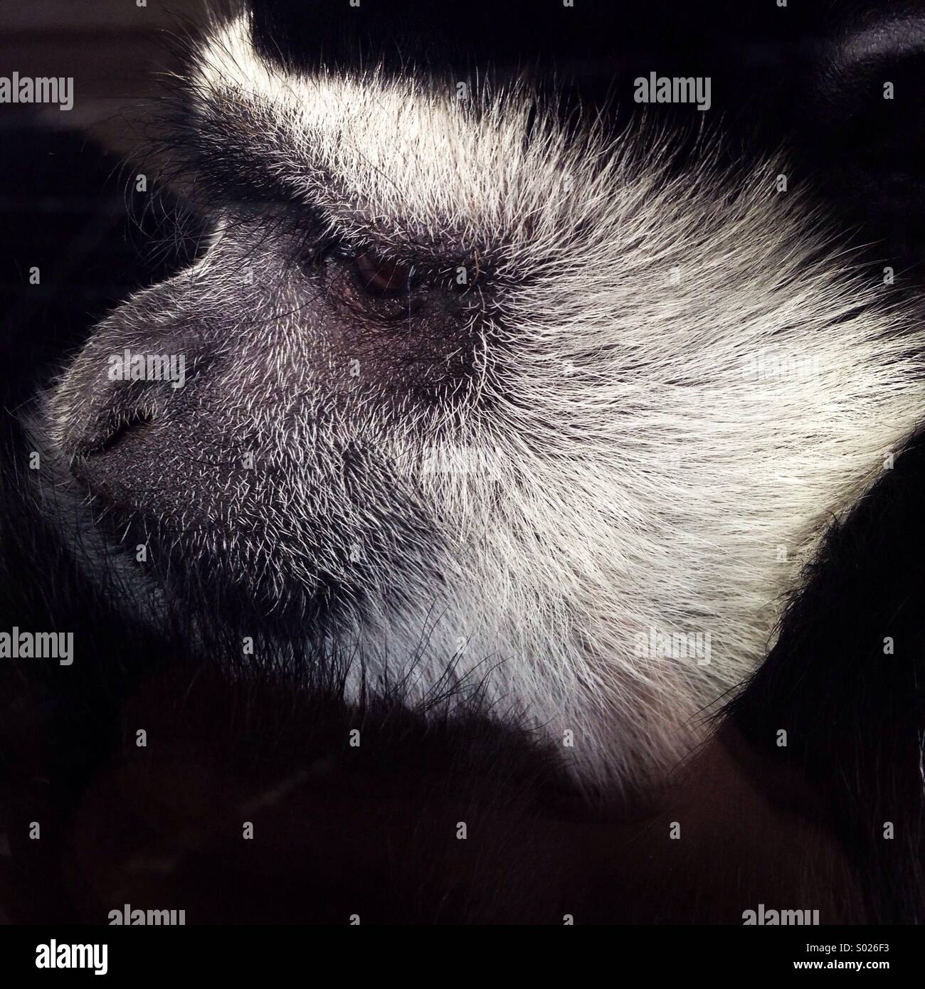 Monkey Portrait - Smartphone Captured Stock Image