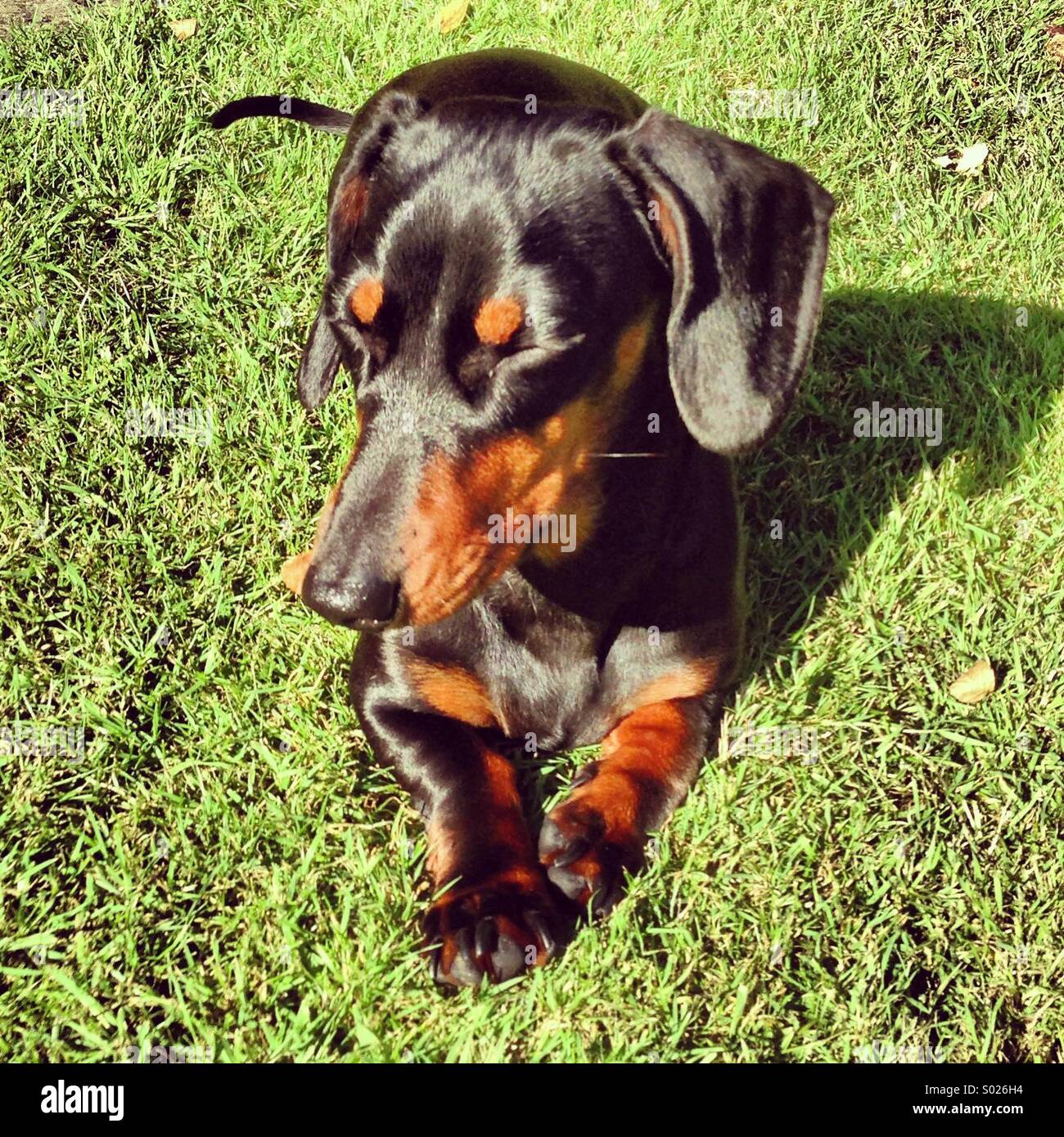 Sunbathing Daschund - Smartphone Captured Stock Image