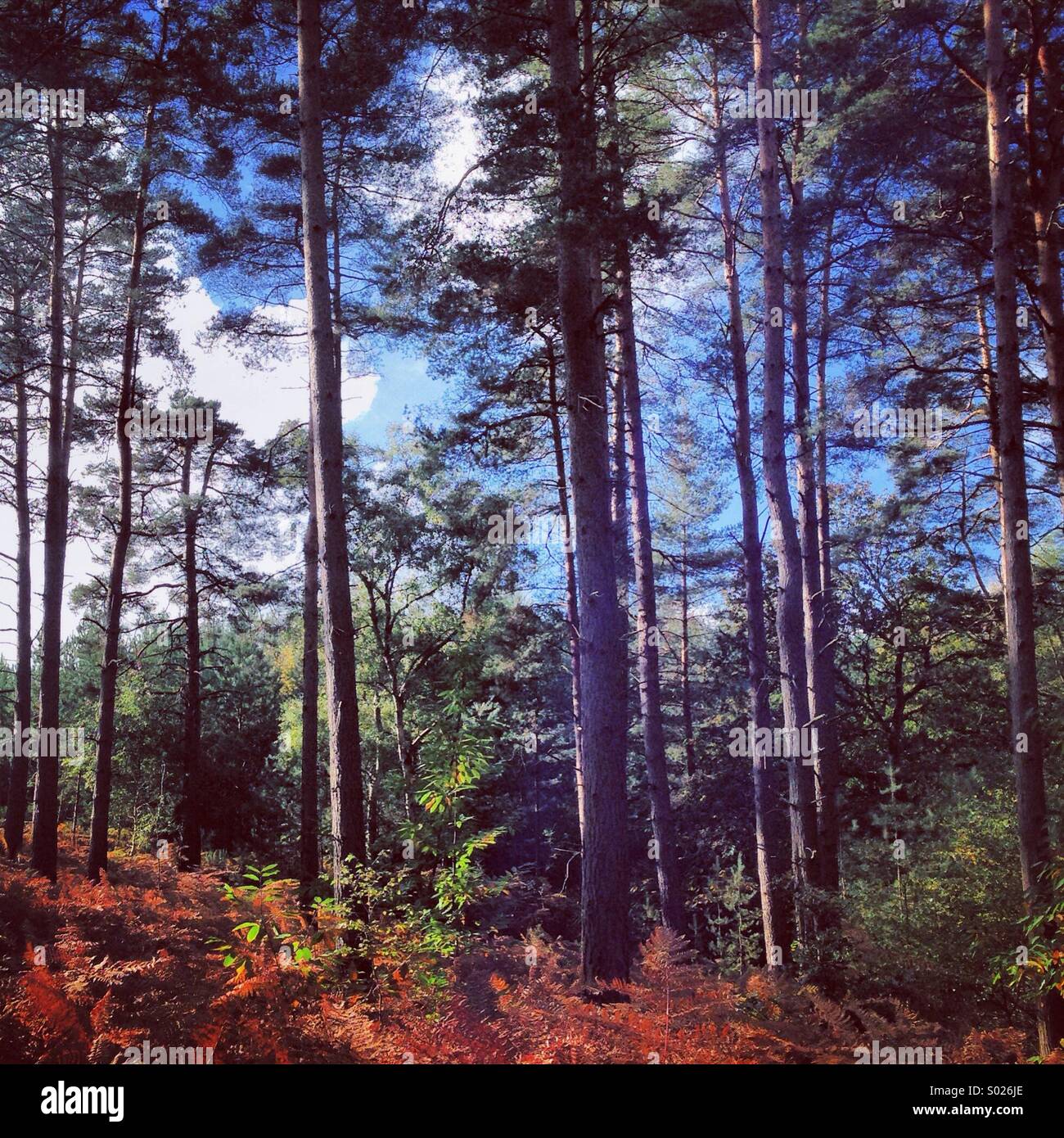 Spring Forest - Smartphone Captured Stock Image