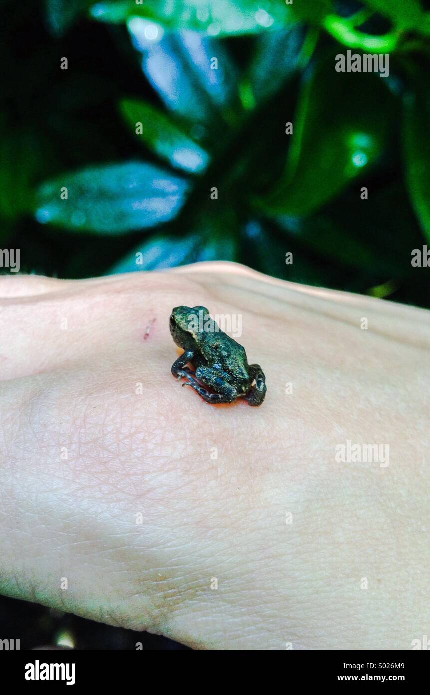 Baby frog Stock Photo