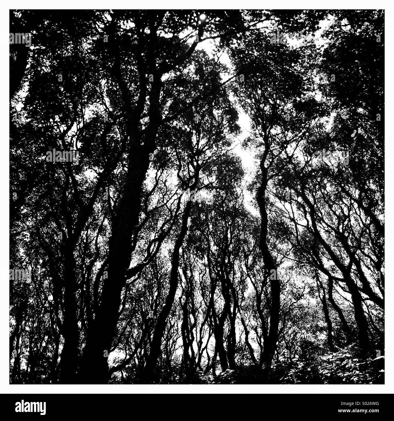 Trees silhouettes (black & white) Stock Photo