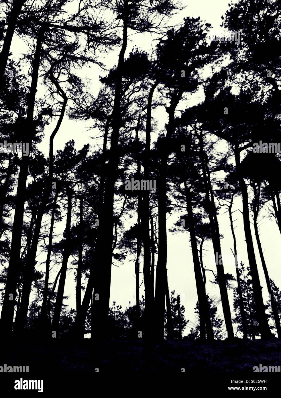 Trees in forest silhouettes Stock Photo