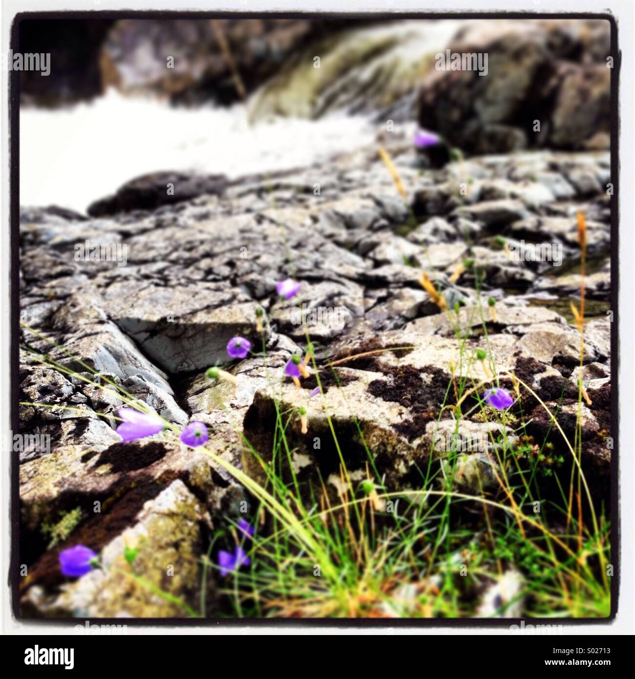 Purple flowers beside a waterfall - Smartphone Captured Stock Image