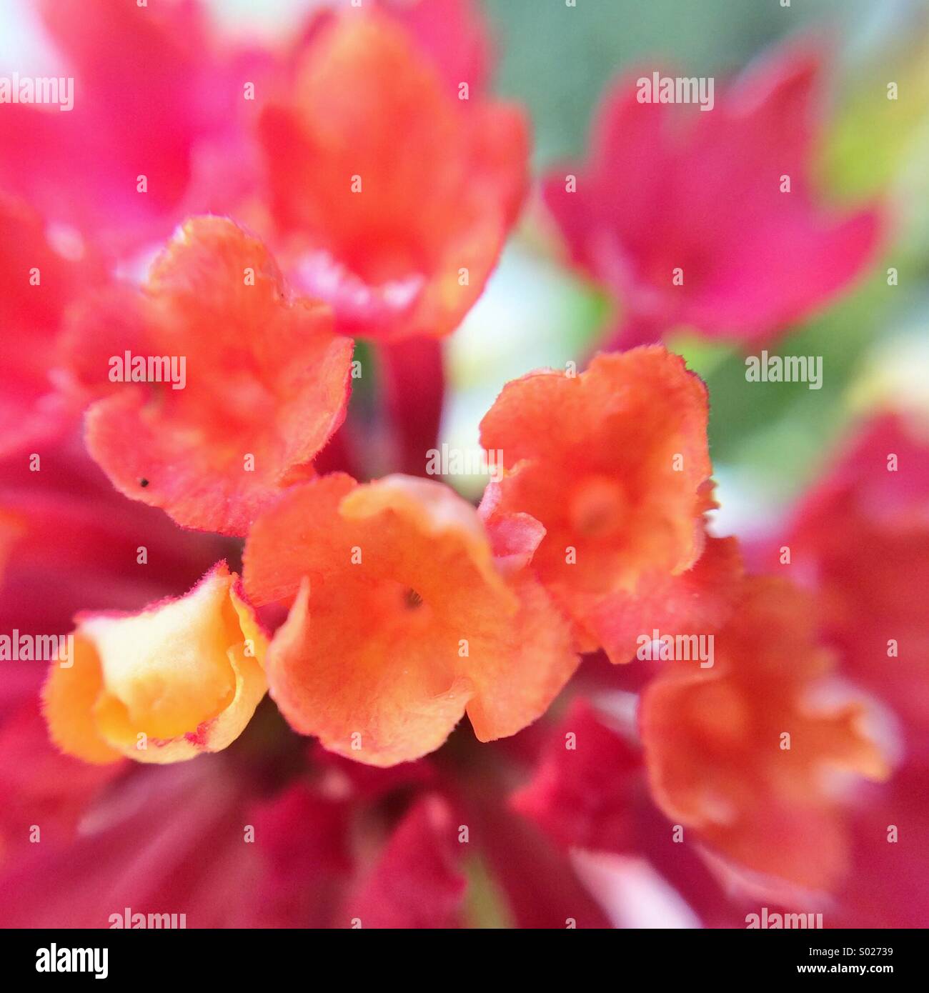 Close up of a flower made of multiple flowers. Stock Photo
